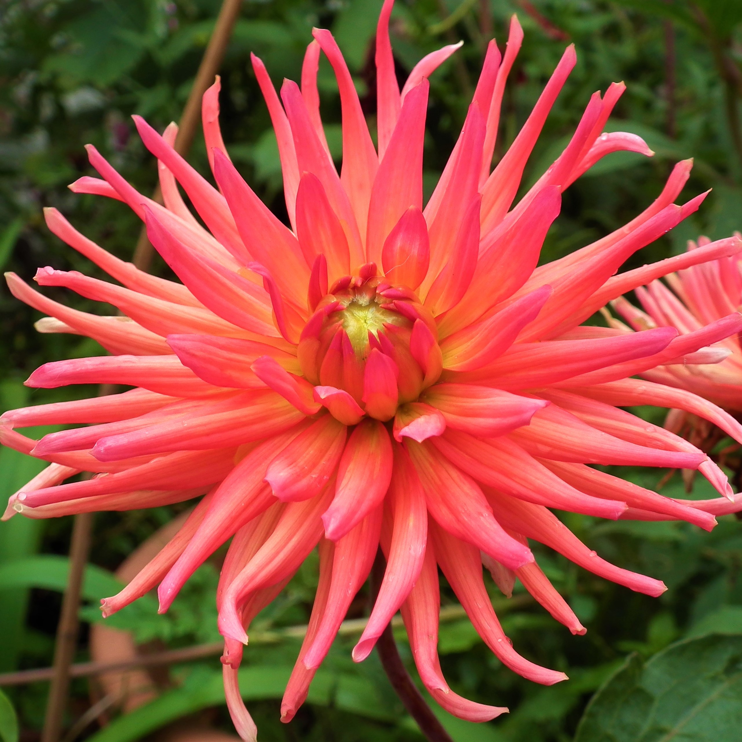 Dahlia Park Record